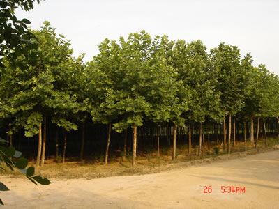 法桐13--20cm.jpg