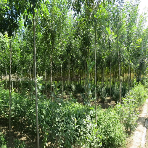 白蠟小苗