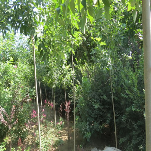 基地