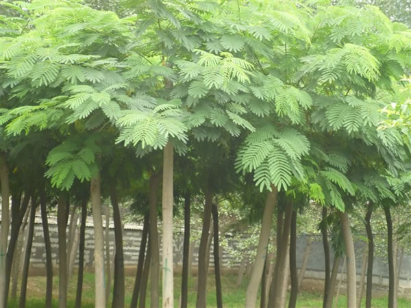 合歡