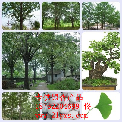 銀杏產(chǎn)品