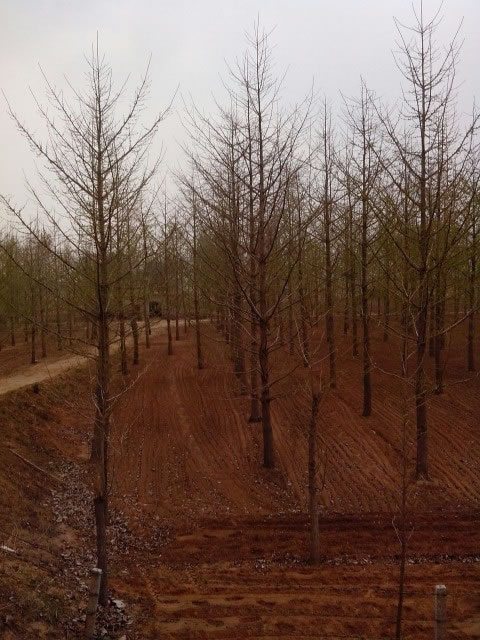 基地銀杏苗圃