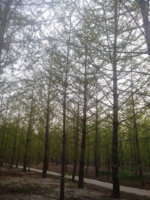 基地銀杏苗圃