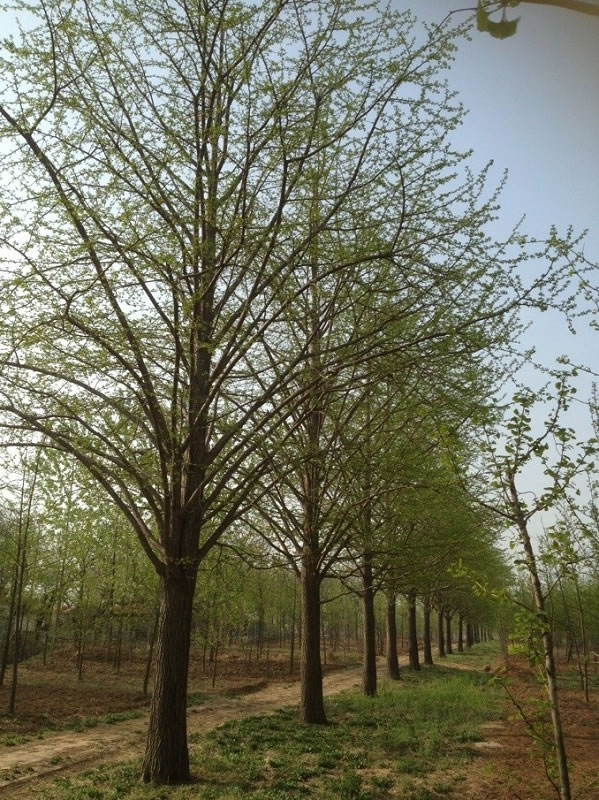 基地銀杏苗圃