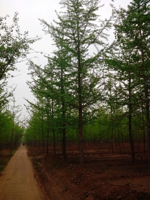 基地銀杏苗圃