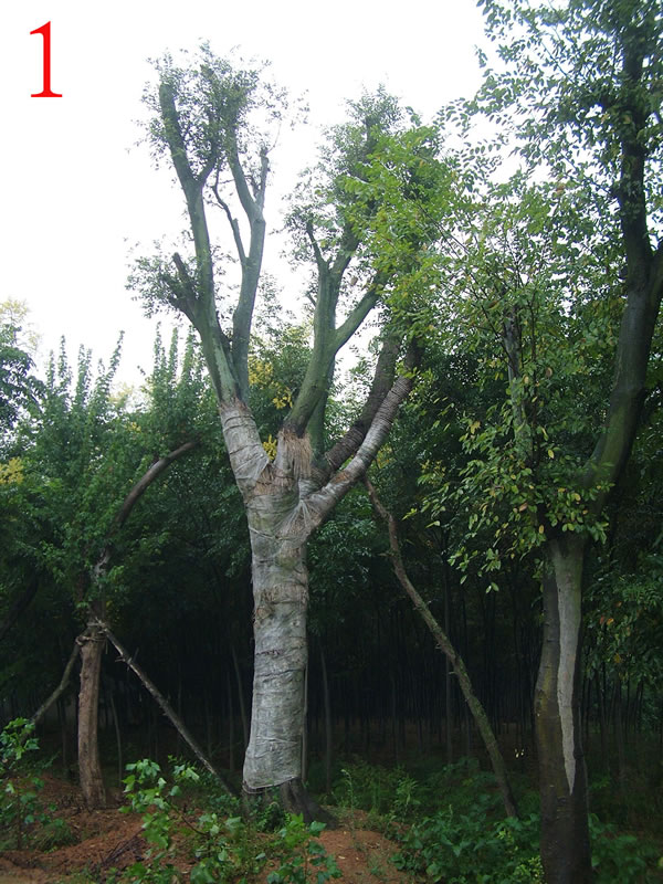 樸樹