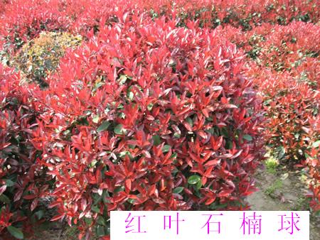 紅葉石楠球