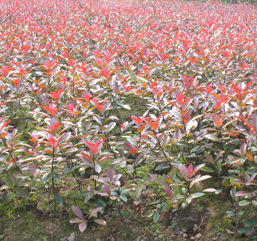 紅葉石楠