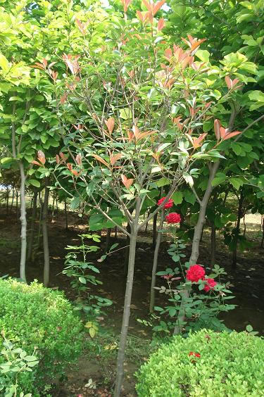 紅葉石楠