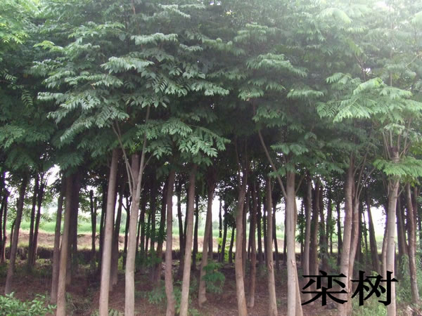 欒樹
