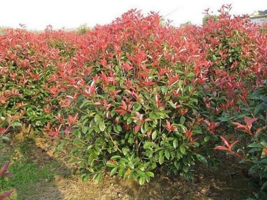 紅葉石楠