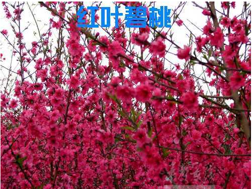 紅葉碧桃