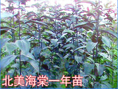 北美海棠一年苗