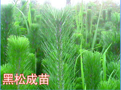 黑松成苗)