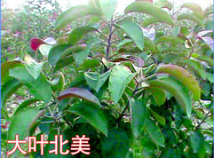 大葉北美
