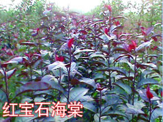 紅寶石海棠