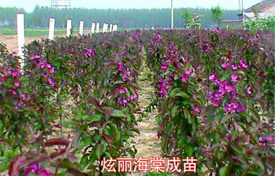 絢麗海棠成苗