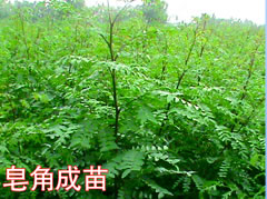 皂角成苗