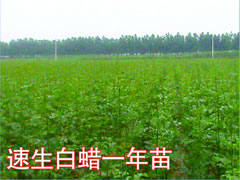 速生白蠟一年苗
