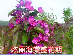 絢麗海棠