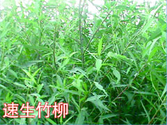 速生竹柳
