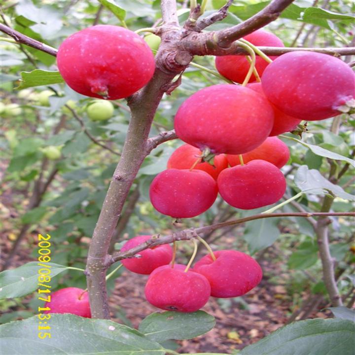 紅燈籠
