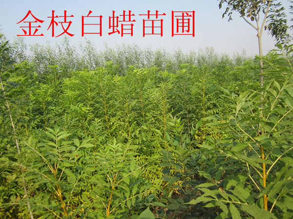 金枝白蠟