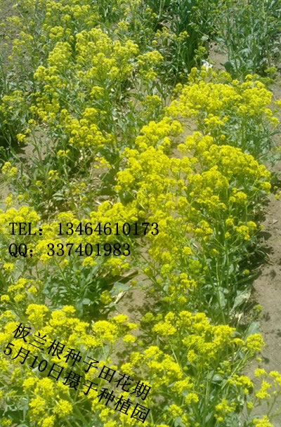 板蘭根花期