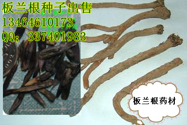 板蘭根種子飲片圖