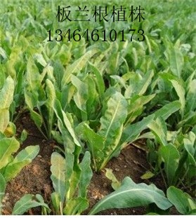板蘭根植株