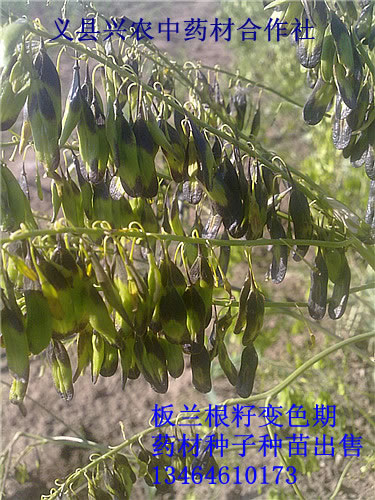 板蘭根籽變色期