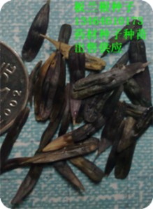 板蘭根種子圖