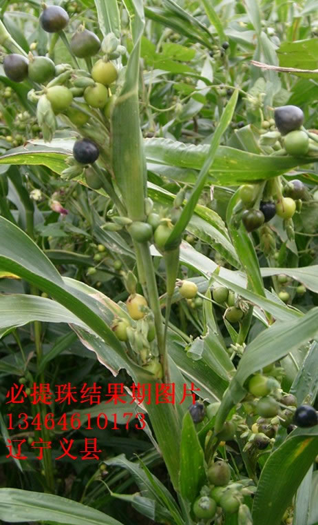 必提珠結(jié)果期圖片