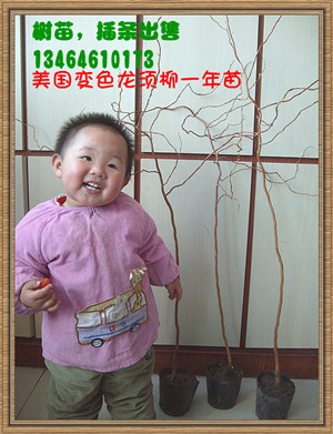變色龍須柳一年苗