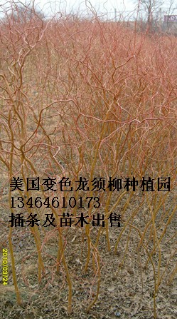 變色龍須柳種植園