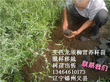變色龍須柳脫杯移栽