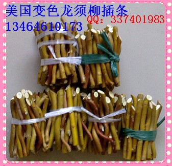 變色龍須柳插條