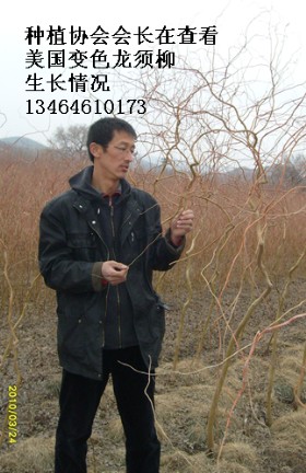 查看變色龍須柳