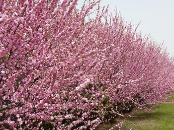 榆葉梅