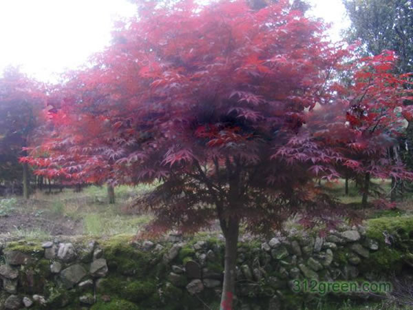 紅楓