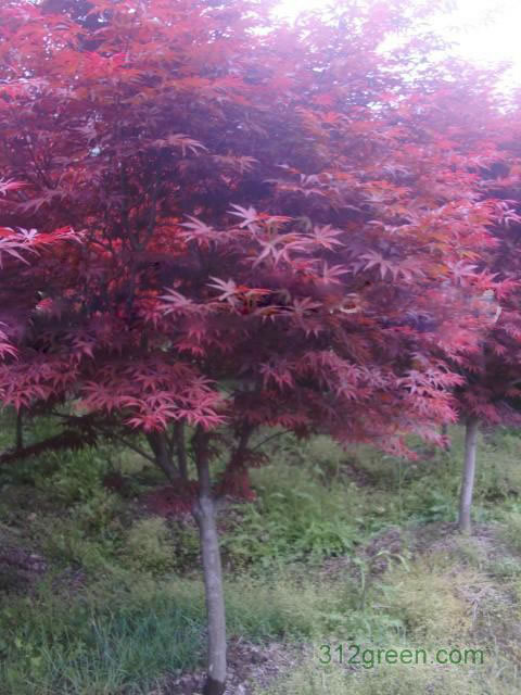 紅楓