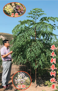 刺參