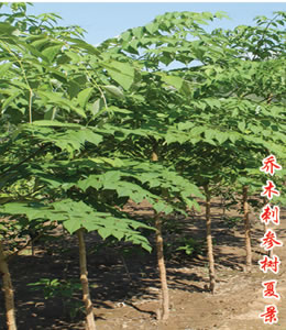 刺參