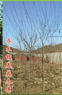 報春