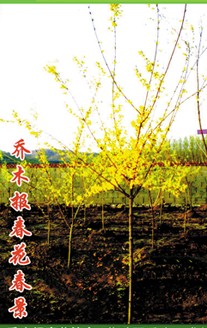 報春