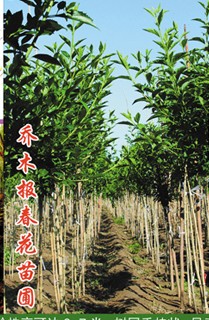 喬木報春