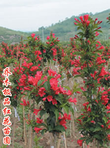 紅花