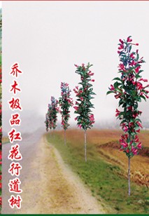 喬木極品紅花