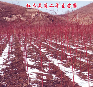 茱萸