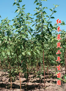 茱萸